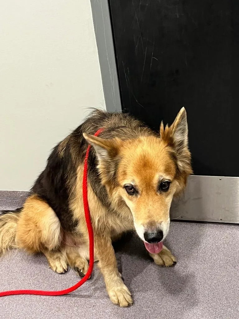 An adult medium-sized male Shepherd dog named Everest for adoption in Benton, AR