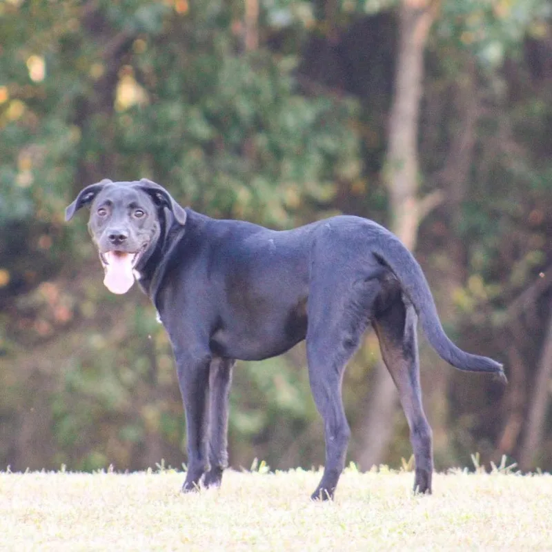 A young large-sized male Black Mixed Breed dog named Bear Beaux for adoption in Groveland, MA