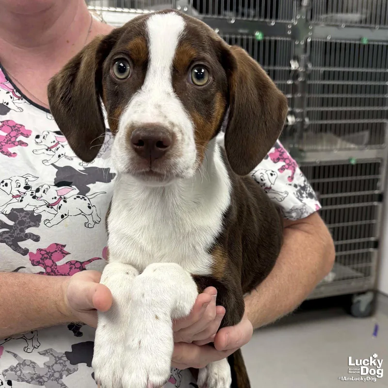 A baby medium-sized male Hound dog named Tree for adoption in Washington, DC