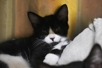 A young medium-sized female Domestic Short Hair cat named Jolly Rancher for adoption in Kansas City, MO