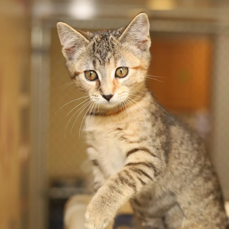 A baby small-sized female Torbie Domestic Short Hair cat named Tish for adoption in Evansville, IN