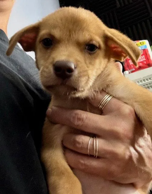 A baby medium-sized male Labrador Retriever dog named Oakley for adoption in Lake Hopatcong, NJ