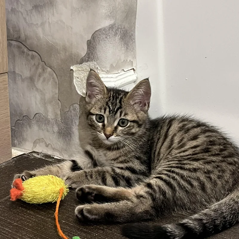 A baby small-sized male Tabby (Brown / Chocolate) Domestic Medium Hair cat named Flounder for adoption in San Diego, CA