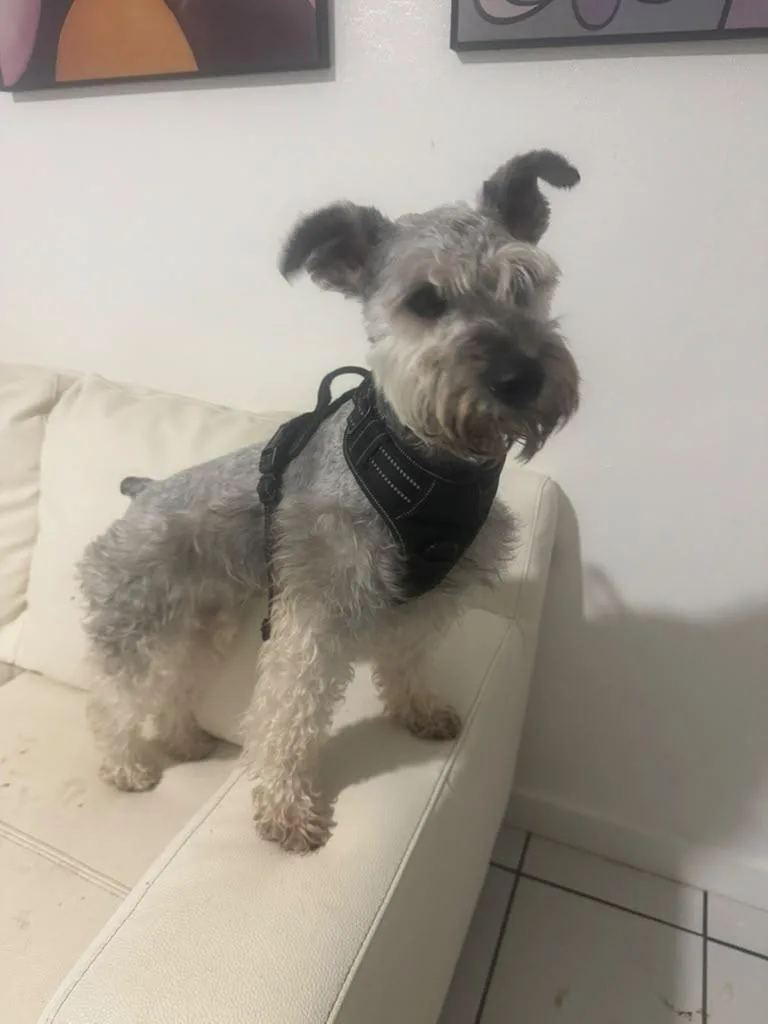 A young small-sized male Miniature Schnauzer dog named Echo for adoption in Miami, FL