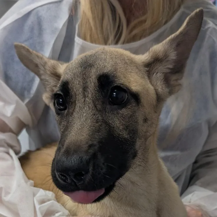 A baby medium-sized female Yellow / Tan / Blond / Fawn Belgian Shepherd / Malinois dog named Wisp for adoption in Greenville, SC
