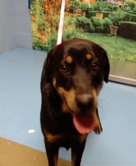 A young small-sized female Rottweiler dog named Blair for adoption in Moreno Valley, CA
