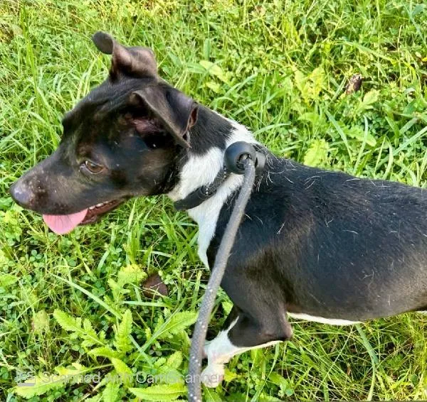An adult small-sized male Terrier dog named Bentley for adoption in Aurora, IL