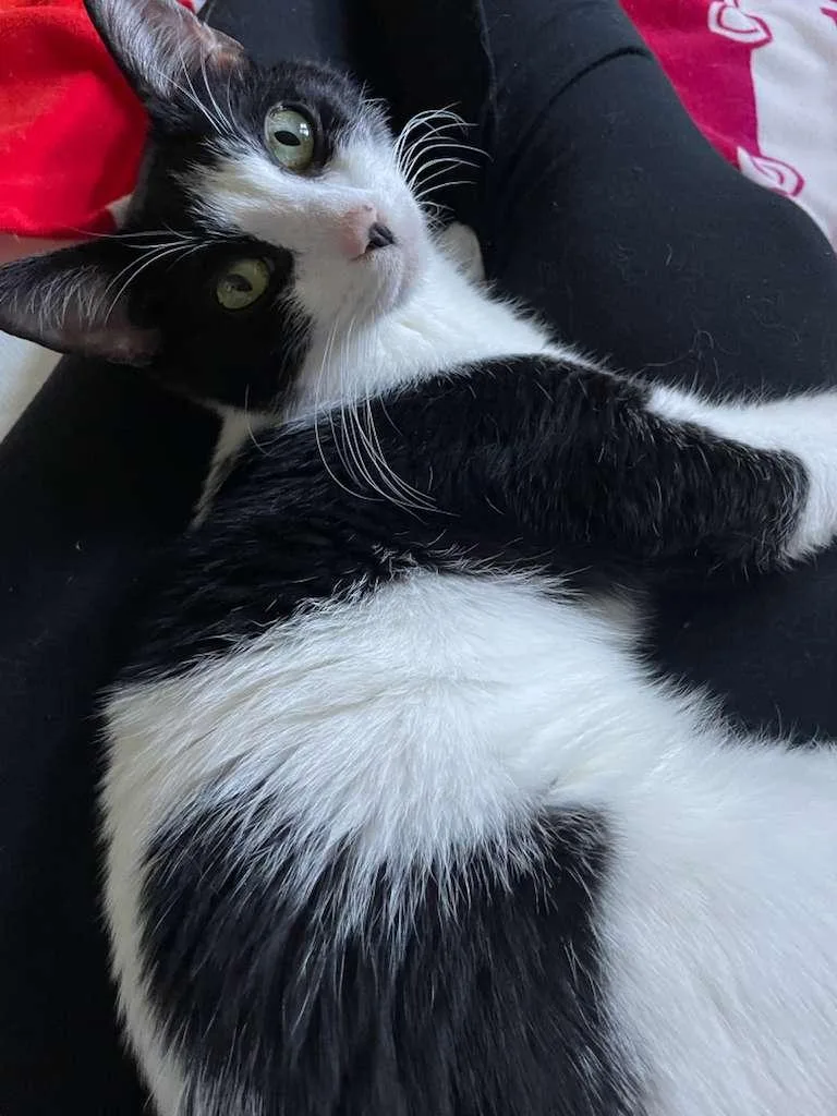 Milkshake thumbnail 4