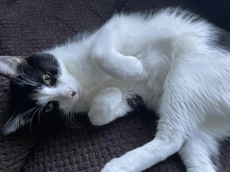 Milkshake thumbnail 5