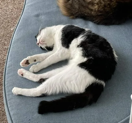 Milkshake thumbnail 6