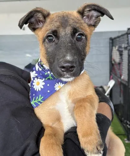 A baby medium-sized male Mixed Breed dog named Allen for adoption in West Chester, PA