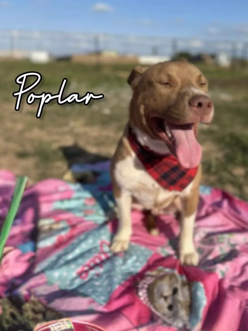 A young medium-sized male Brown / Chocolate American Staffordshire Terrier dog named Poplar Boi for adoption in Tomball, TX