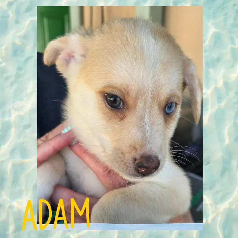 A baby small-sized male Chihuahua dog named Adam for adoption in Eugene, OR