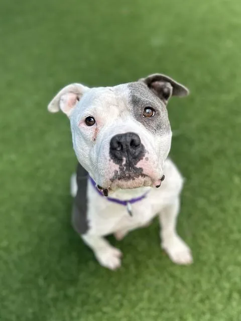 An adult large-sized female Mixed Breed dog named Cocoa for adoption in Dallas, TX