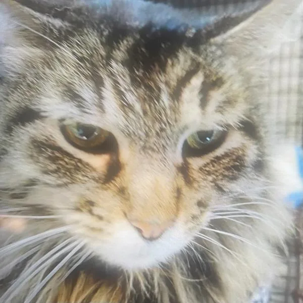 A young small-sized male Domestic Long Hair cat named Georgie for adoption in Des Moines, IA