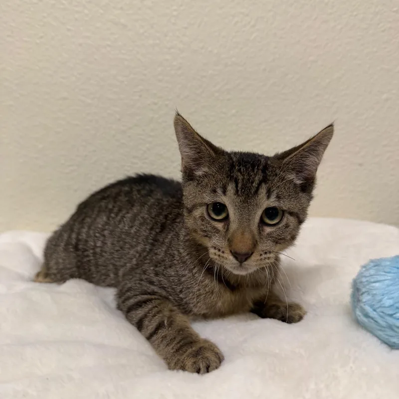 A baby small-sized male Brown / Chocolate Domestic Short Hair cat named Rigatoni for adoption in Las Vegas, NV