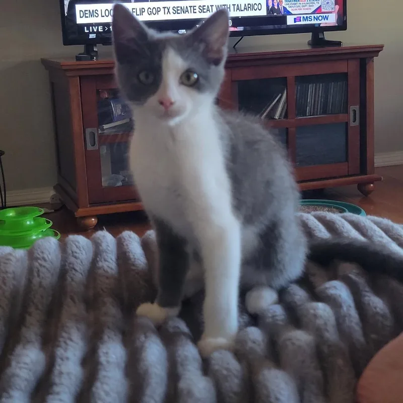 A baby small-sized female Gray / Blue / Silver Domestic Short Hair cat named Silvi for adoption in Wichita, KS