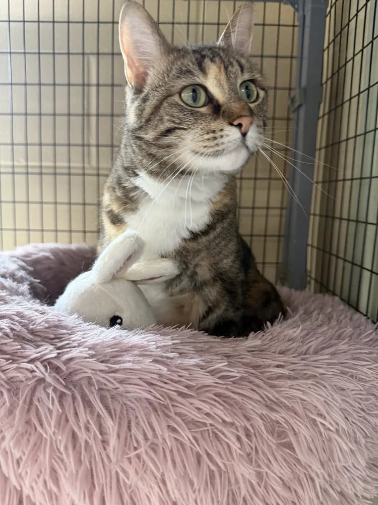 An adult small-sized female Gray & White Domestic Short Hair cat named French Fry for adoption in Kalamazoo, MI