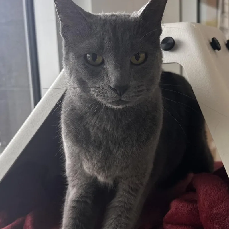 Baby Grey thumbnail 2