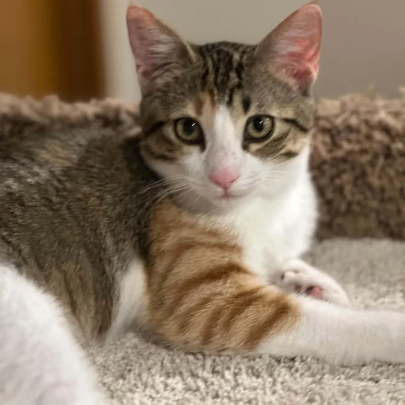 A baby medium-sized female Tabby (Brown / Chocolate) Domestic Short Hair cat named Evie for adoption in Owatonna, MN