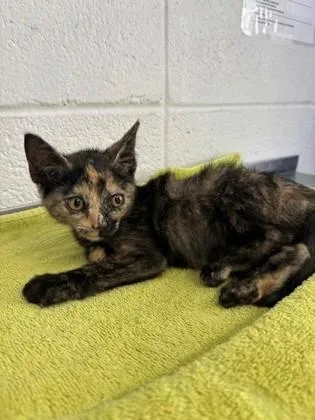 A baby small-sized female Domestic Short Hair cat named Sutton for adoption in Port Allen, LA
