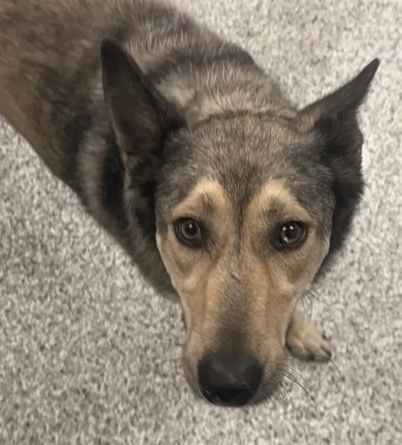 A young medium-sized female Belgian Shepherd / Malinois dog named Lulu for adoption in Tucson, AZ
