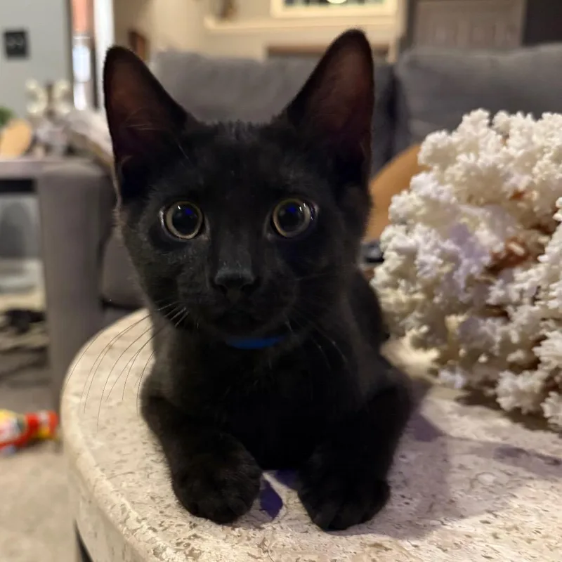 A baby small-sized male Black Domestic Short Hair cat named Plumber for adoption in Hamburg, NY