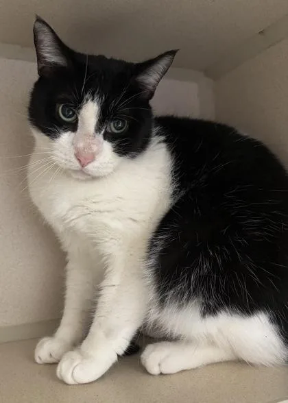 An adult medium-sized male Domestic Short Hair cat named Sylvester for adoption in East Brookfield, MA