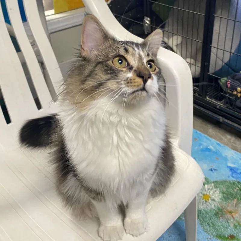 A young medium-sized male Gray / Blue / Silver Domestic Medium Hair cat named Birdie for adoption in Fletcher, NC