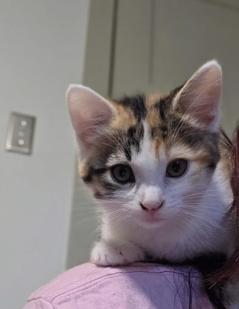 A baby medium-sized female Calico Domestic Short Hair cat named Yvette for adoption in Minneapolis, MN