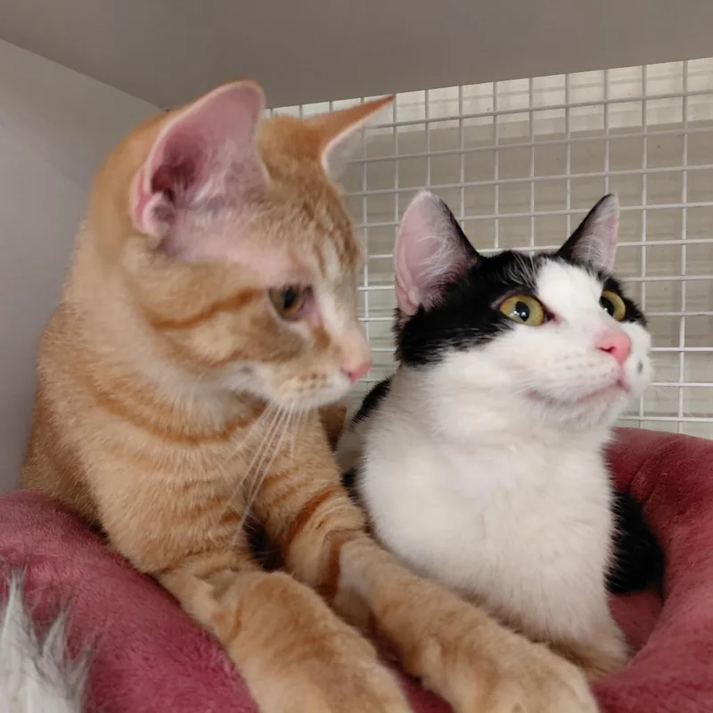 A young medium-sized female Black Domestic Short Hair cat named Marbled Rye for adoption in St. Paul, MN
