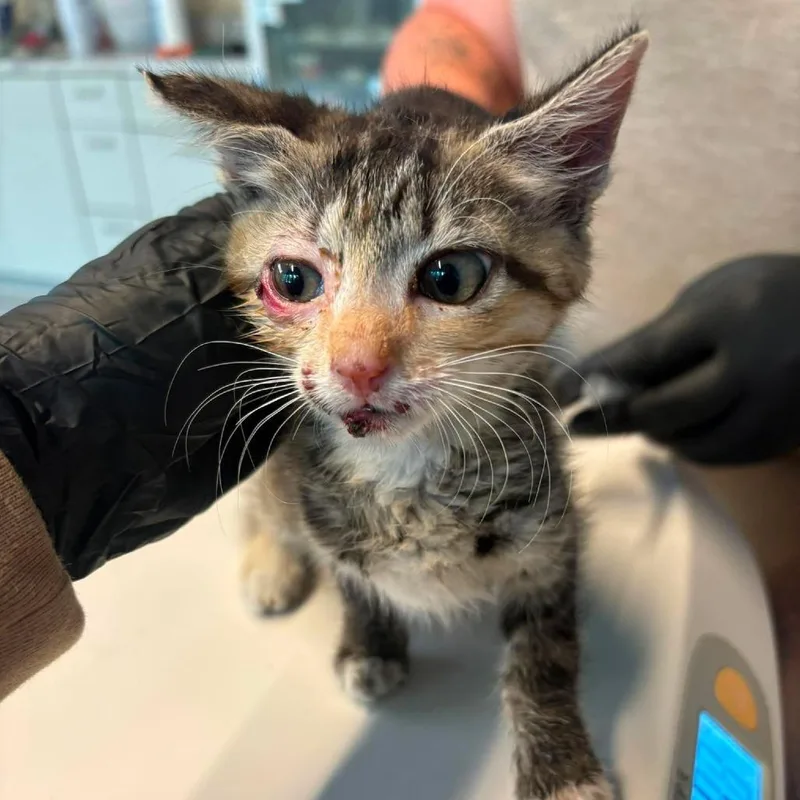 A baby small-sized female Calico Domestic Short Hair cat named Prissy for adoption in Huntington, WV