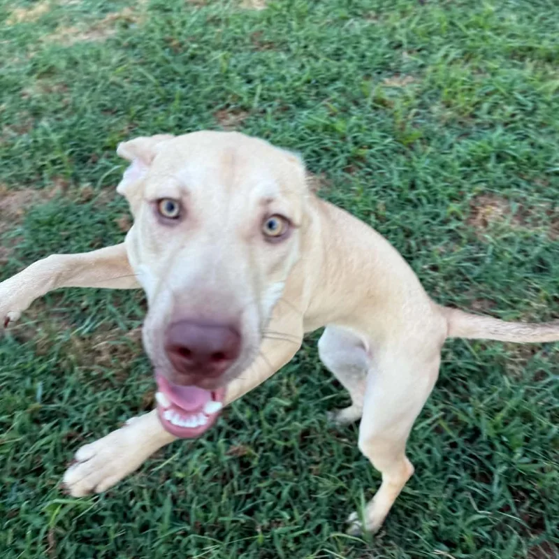 A young medium-sized female Golden Mixed Breed dog named Freya for adoption in Olathe, KS