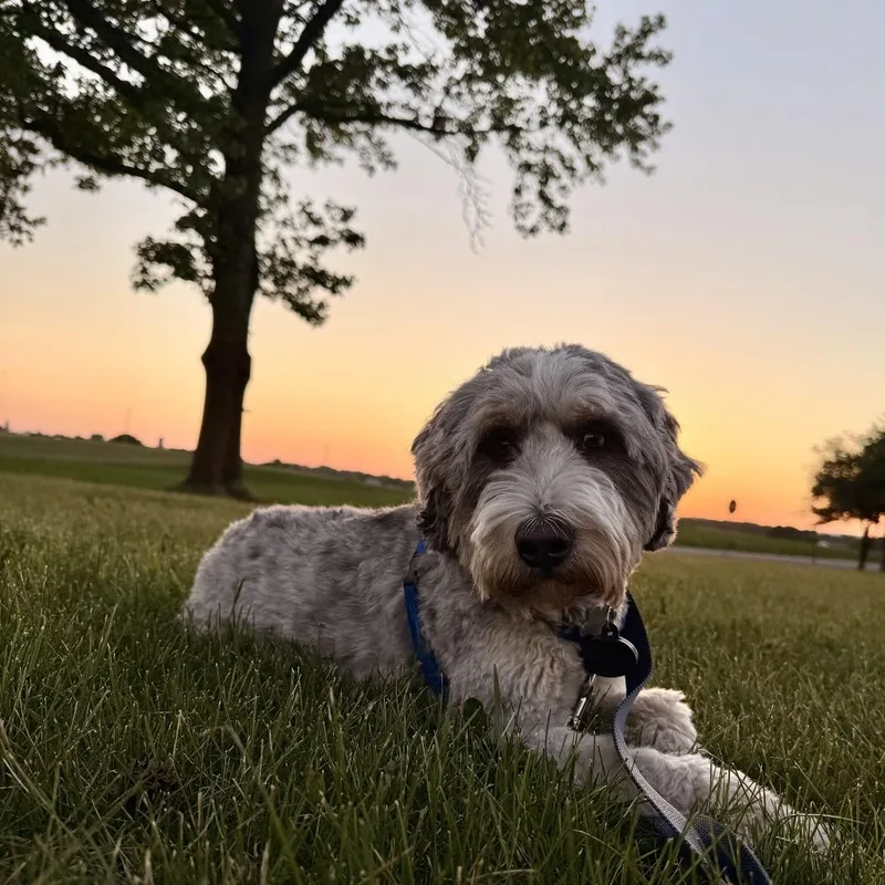Tobias