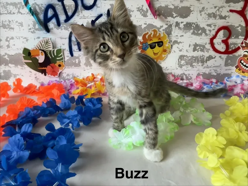 A baby small-sized male Domestic Medium Hair cat named Buzz Lightyear for adoption in queen creek, AZ