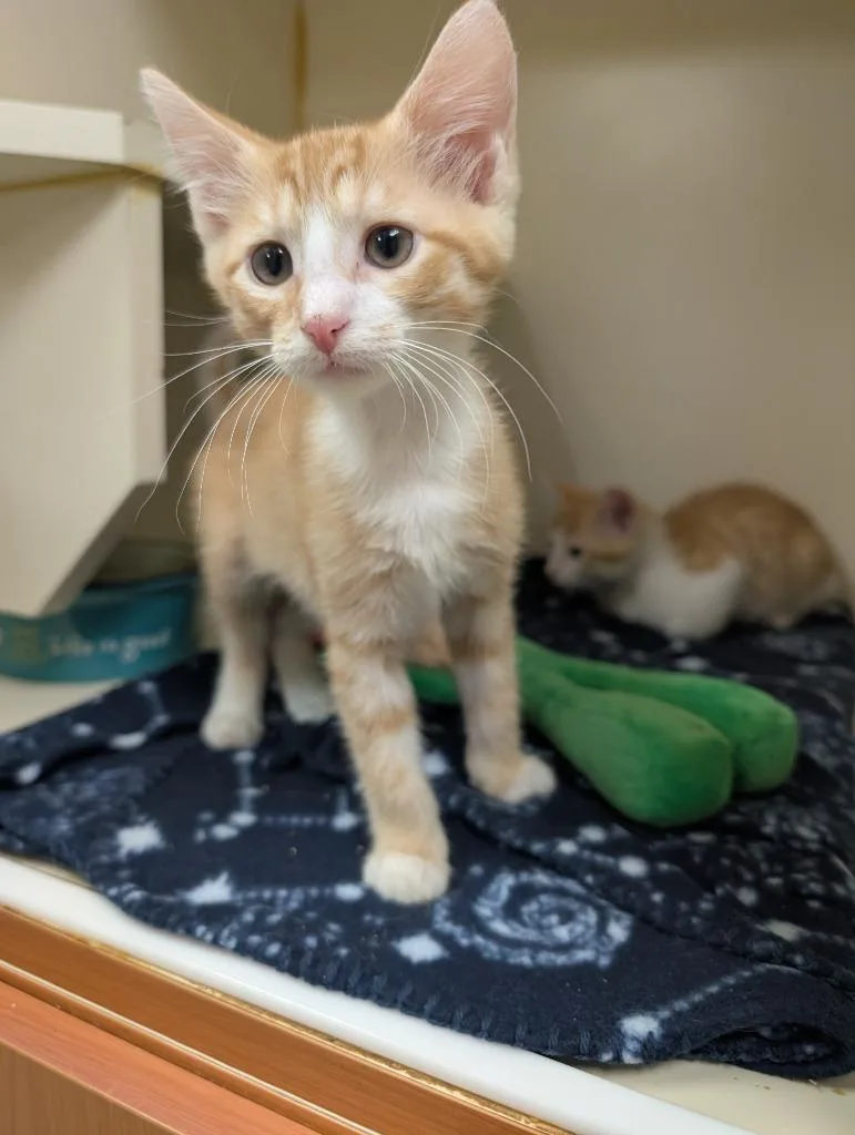 A baby small-sized female Domestic Short Hair cat named Princess Donut for adoption in Little Rock, AR