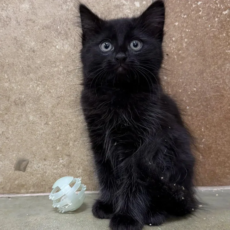 A baby large-sized female Black Domestic Long Hair cat named Sky for adoption in HANSON, MA