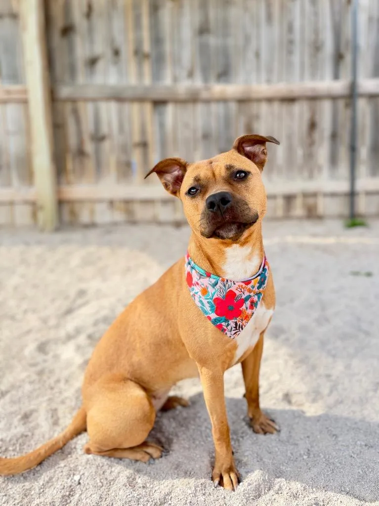 A young medium-sized female Mixed Breed dog named Brandi for adoption in Muskegon, MI
