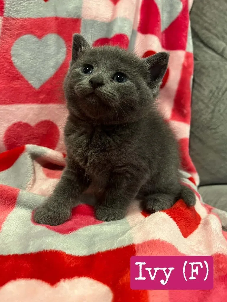 A baby medium-sized female Domestic Short Hair cat named Ivy for adoption in Hamilton, OH
