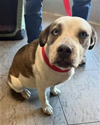 A young medium-sized female Staffordshire Bull Terrier dog named Bonnie for adoption in Los Angeles, CA