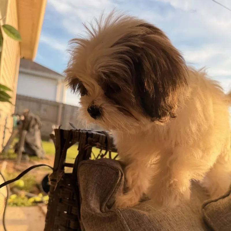 A baby small-sized male Shih Tzu dog named Sneezy for adoption in Baton Rouge, LA