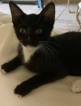 A baby small-sized male Black & White / Tuxedo Domestic Short Hair cat named Loki C Ingram for adoption in Saunderstown, RI