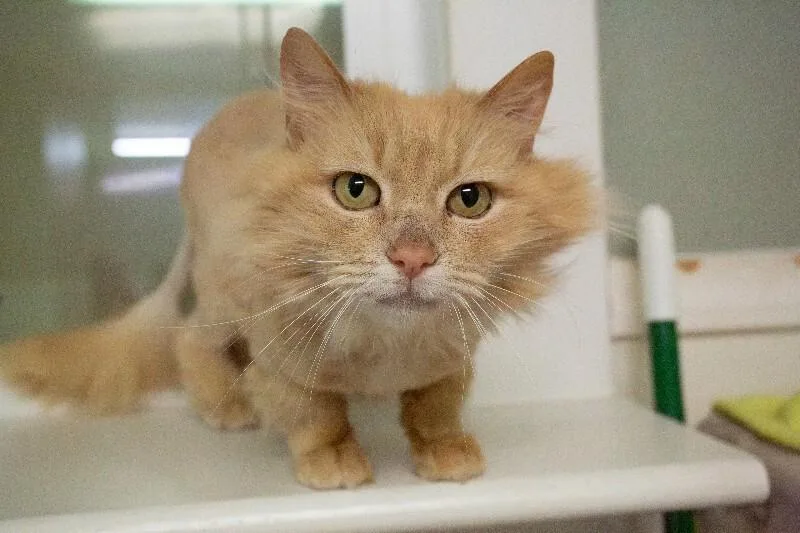 A senior medium-sized female Tabby (Buff / Tan / Fawn) Domestic Long Hair cat named Buttercup for adoption in Arlington, WA