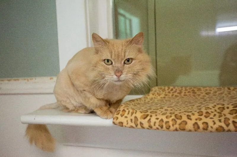 Buttercup thumbnail 2