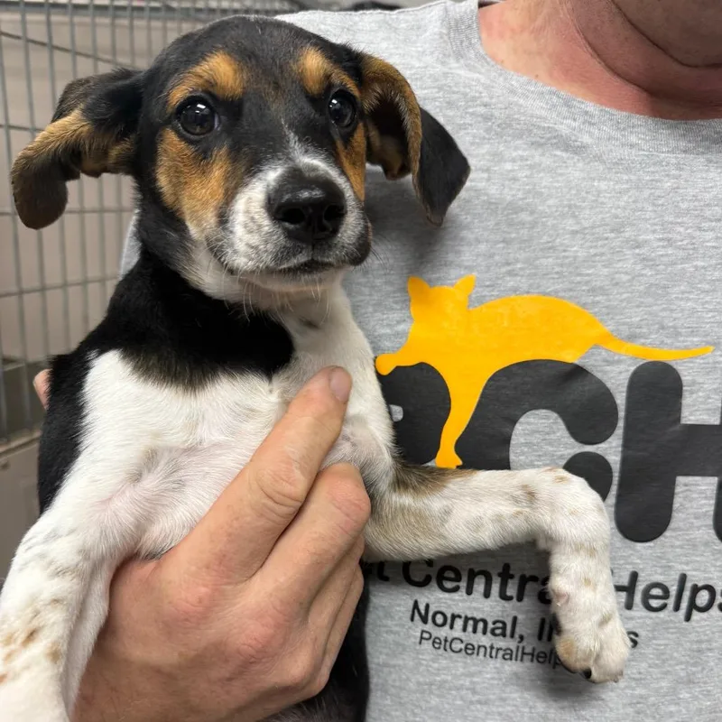 A baby medium-sized female Black Beagle dog named April for adoption in Normal, IL