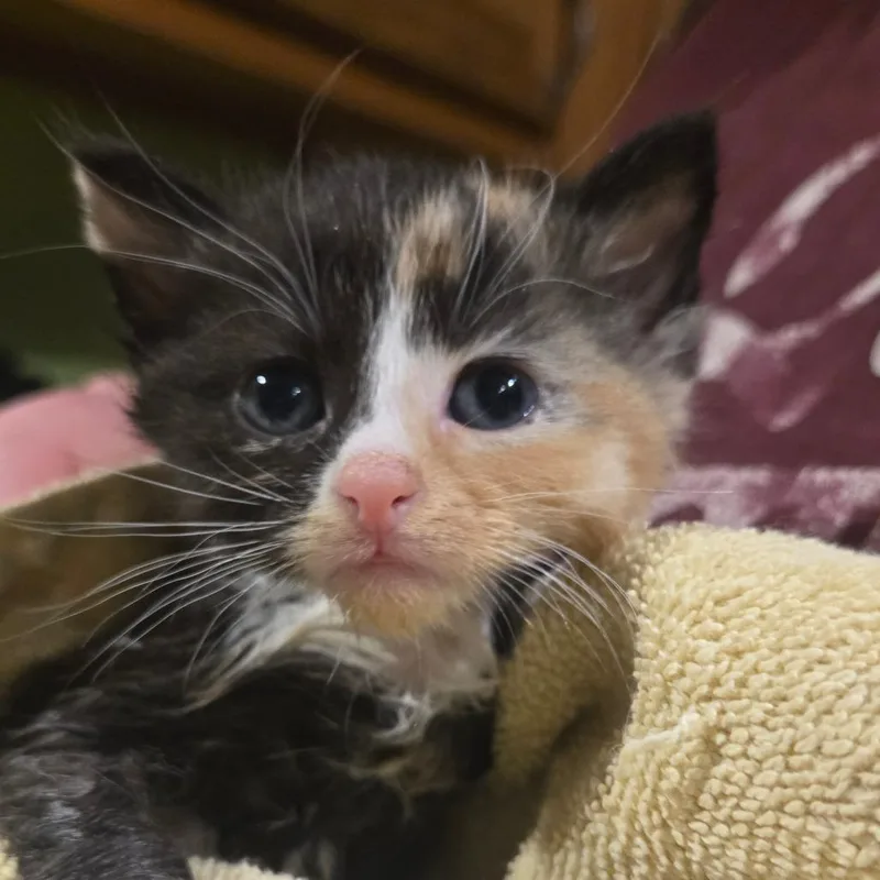 A baby small-sized female Calico Domestic Medium Hair cat named Buster for adoption in Southington, OH