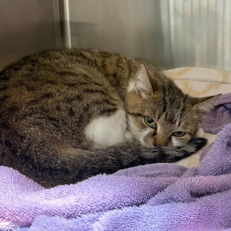 An adult medium-sized female Domestic Short Hair cat named Pear for adoption in Cumming, GA