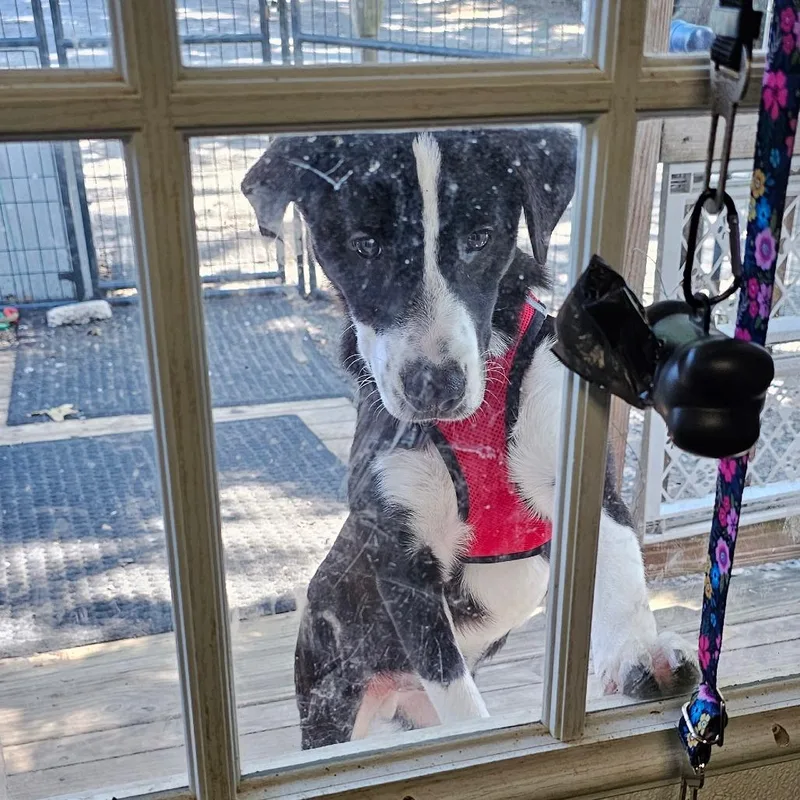 An adult medium-sized male Mixed Breed dog named M_valentino for adoption in mount vernon, AR