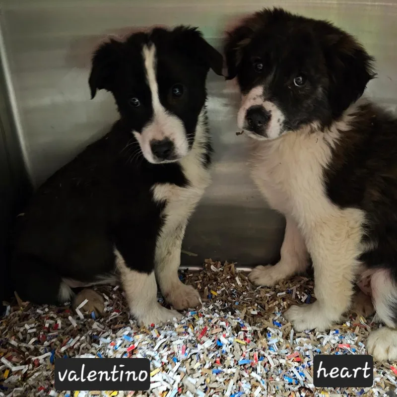 M_valentino thumbnail 2