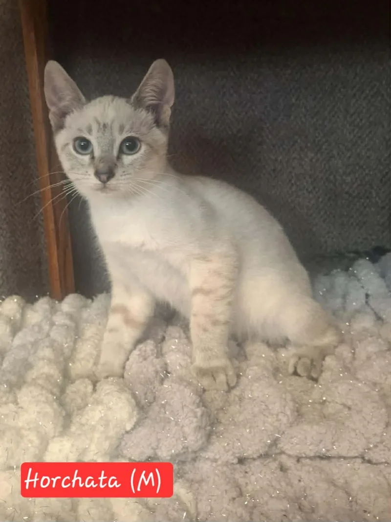 A baby medium-sized male Domestic Short Hair cat named Horchata for adoption in Ephrata, WA